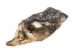 North American Opossum Skin: Trading Post - 527-TP (Y2LWR)