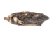 North American Opossum Skin: Trading Post - 527-TP (Y2LWR)