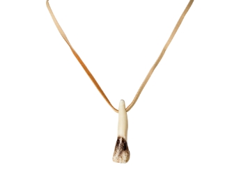 Real 1-Tooth Moose Necklace with No Beads 