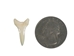 White Tip Shark Tooth: Bottom Jaw: 3/4" - 561-B3/4 (Y2J)