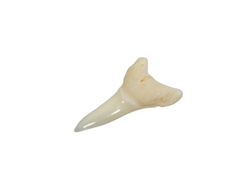 White Tip Shark Tooth: Bottom Jaw: 3/4" 