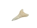 White Tip Shark Tooth: Bottom Jaw: 3/4" - 561-B3/4 (Y2J)