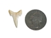 White Tip Shark Tooth: Bottom Jaw: 7/8" - 561-B7/8 (Y2J)
