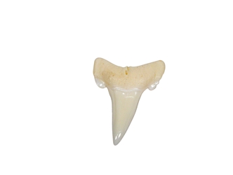 White Tip Shark Tooth: Bottom Jaw: 7/8" 
