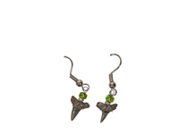 Fossil Shark Tooth Earring with Card 