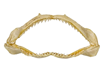 Bull Shark Jaw 5" to 6": Assorted 