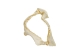 Bull Shark Jaw 6" to 7": Assorted - 561-J16-06-AS (Y3KRB)