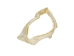 Bull Shark Jaw 6" to 7": Assorted - 561-J16-06-AS (Y3KRB)