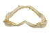 Bull Shark Jaw 6" to 7": Assorted - 561-J16-06-AS (Y3KRB)