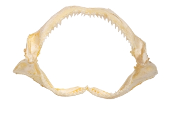 Bull Shark Jaw 8" to 9": Assorted 