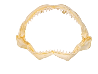 Bull Shark Jaw 9" to 10": Assorted 