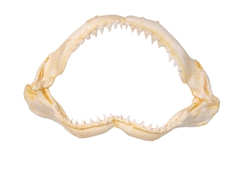 Bull Shark Jaw 12" to 13": Assorted 