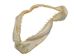 Blue Shark Jaw: 8" to 10" - 561-J20-0810-AS (8UK21)