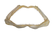 Blue Shark Jaw: 8" to 10" 