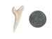 Mako Shark Tooth: 1.5" - 561-M112-AS (9UD4A)