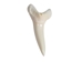 Mako Shark Tooth: 1.5" - 561-M112-AS (9UD4A)