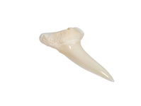 Mako Shark Tooth: 1.5" 