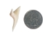 Mako Shark Tooth: 1.25" - 561-M114-AS (Y1XC22)