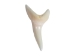 Mako Shark Tooth: 1.25" - 561-M114-AS (Y1XC22)