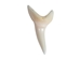 Mako Shark Tooth: 1.25" - 561-M114-AS (9UD4A)