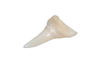Mako Shark Tooth: 1.25" 