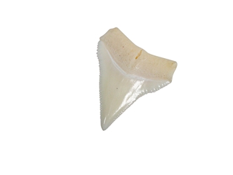 White Tip Shark Tooth: Top Jaw: 15/16" 
