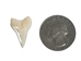 White Tip Shark Tooth: Top Jaw: 3/4" - 561-T3/4 (V)