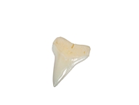 White Tip Shark Tooth: Top Jaw: 3/4" 