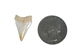 White Tip Shark Tooth: Top Jaw: 7/8" - 561-T7/8 (V)