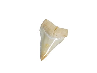 White Tip Shark Tooth: Top Jaw: 7/8" 