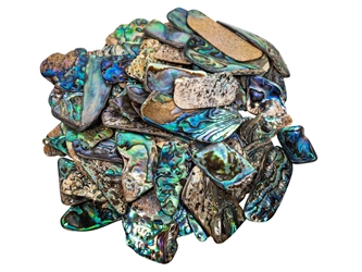 Paua Shell Pieces: Gloss Drilled: Large (1/4 lb) 