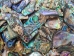 Paua Shell Pieces: Gloss Drilled: Medium (1/4 lb) - 565-TPGDM-4 (Y3LRK)