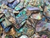 Paua Shell Pieces: Gloss Drilled: Medium (1/4 lb) - 565-TPGDM-4 (Y3M)