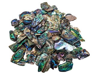 Paua Shell Pieces: Gloss Drilled: Medium (1/4 lb) 