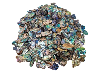Paua Shell Pieces: Gloss Drilled: Small (1/4 lb) 