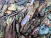 Paua Shell Pieces: Satin: Fine (1/4 lb) - 565-TPSF-4 (Y3MRE)