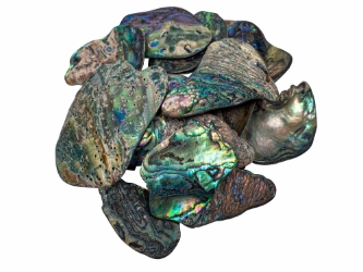 Paua Shell Pieces: Satin: Medium (1/4 lb) 