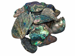 Paua Shell Pieces: Satin: Medium (1/4 lb) 