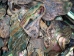 Paua Shell Pieces: Satin: Small (1/4 lb) - 565-TPSS-4 (Y3MRE)