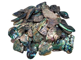 Paua Shell Pieces: Satin: Small (1/4 lb) 