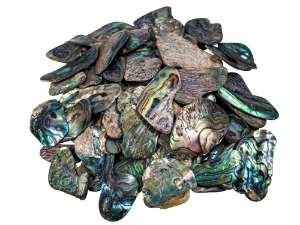 Paua Shell Pieces: Satin: Small (1/4 lb) 