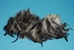 Chinchilla Coque Rooster Tail Feathers (lb) - 571-07 (Y1L)
