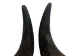 Matching Pair of Large North American Buffalo Horn Caps: #1 Grade - 576-2LM1-AS
