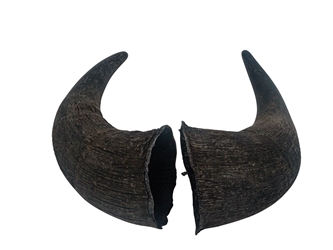 Matching Pair of Large North American Buffalo Horn Caps: #1 Grade 