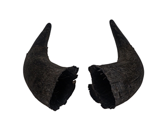 Matching Pair of North American Buffalo Horn Caps: #2 Grade 
