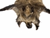 Wild Boar Skin: Large - 577-L-AS (U8)