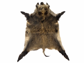 Wild Boar Skin: Large 