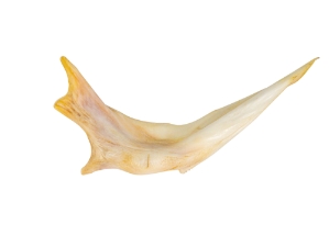 Blue Catfish Jaw Bone 