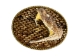 Real Rattlesnake Belt Buckle: Single Striker - 598-BB115 (Y1ERJ)