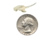 Real #1 Rattlesnake Fang: Large - 598-F1-L (Y2HC17)